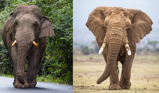 Differences between African and Asian elephant behavior
