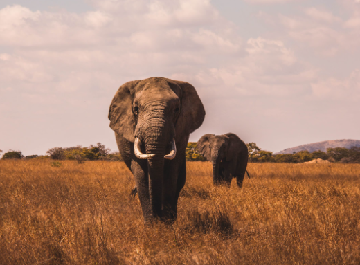 Climate change impact on elephant migration patterns