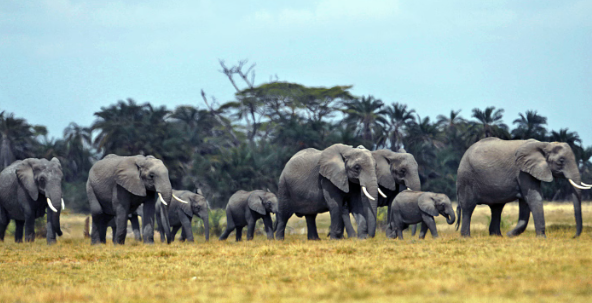 Leadership transition patterns in elephant herds