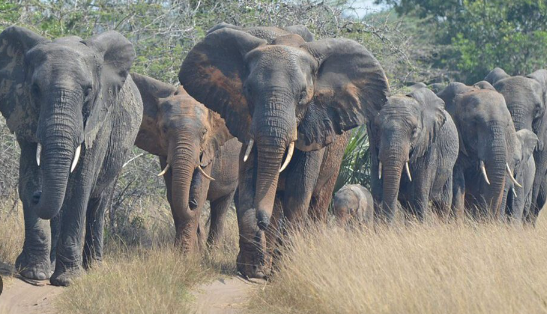 Cognitive problem solving behavior observed in elephants