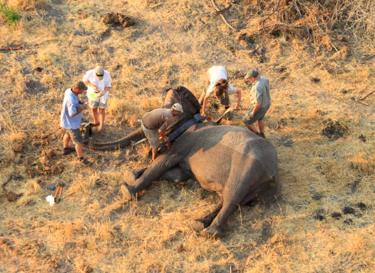 How researchers track elephant herds long term