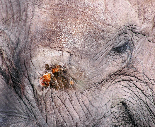Male elephant musth behavior and hormonal changes