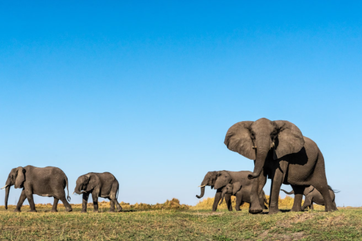Rare elephant behaviors only seen after years of study