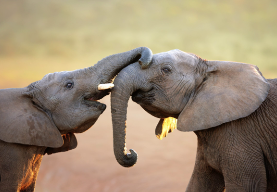 Endangered elephant subspecies and their differences