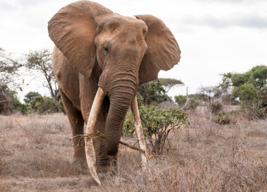 Elephant feeding behavior during dry seasonsv