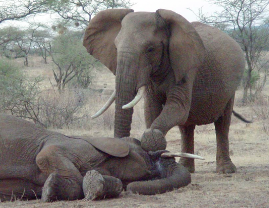 Impact of losing a matriarch on elephant herd stability