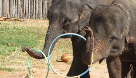 Elephant matriarch leadership behavior in wild herds