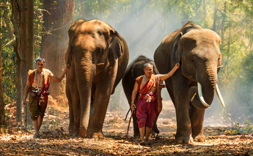 Ethical challenges in studying wild elephant populations