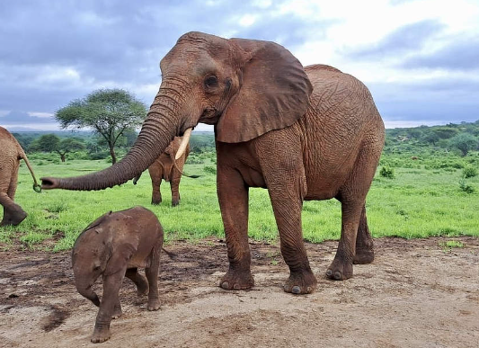 Challenges elephants face during childbirth