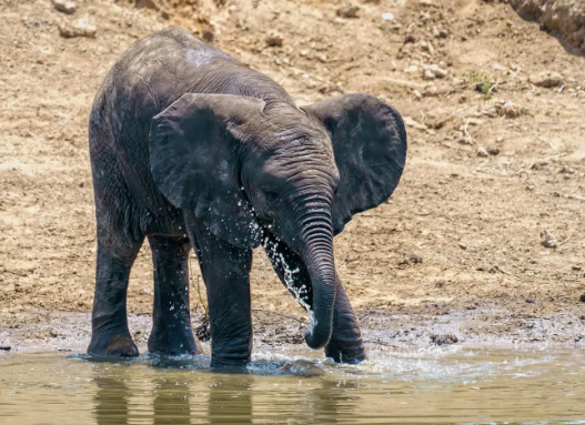 Tool use behavior observed in elephants