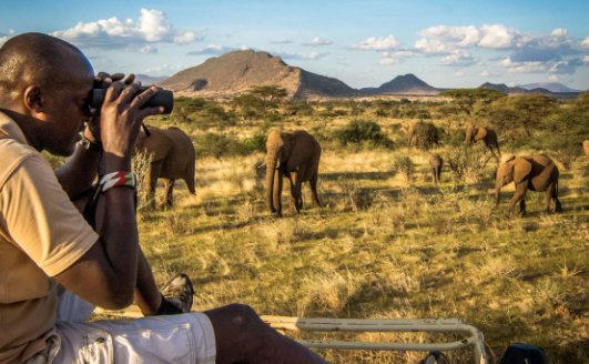Why elephant behavior research requires long term observation