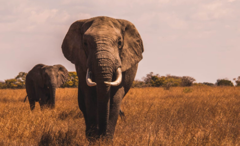 Ecological role of elephants in shaping landscapes