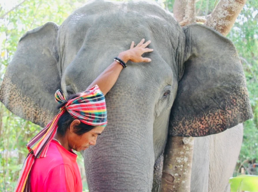 Problem solving abilities demonstrated by elephants