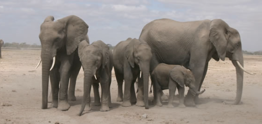 Cooperative care behavior within elephant groups