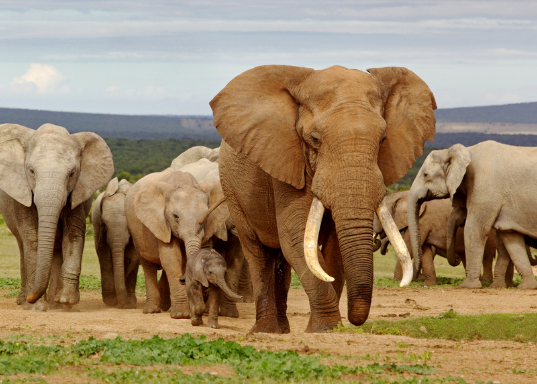 Why elephants are considered keystone species in ecosystems