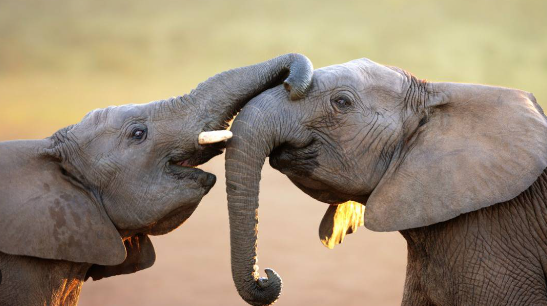 Elephant intelligence compared with other large mammals