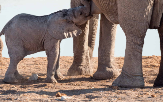 Elephants helping wounded herd members survive