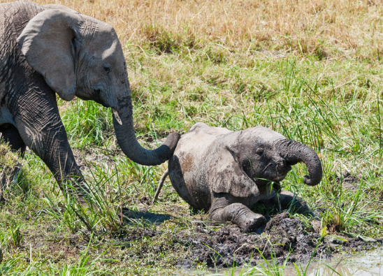 Altruistic behavior observed in elephant societies