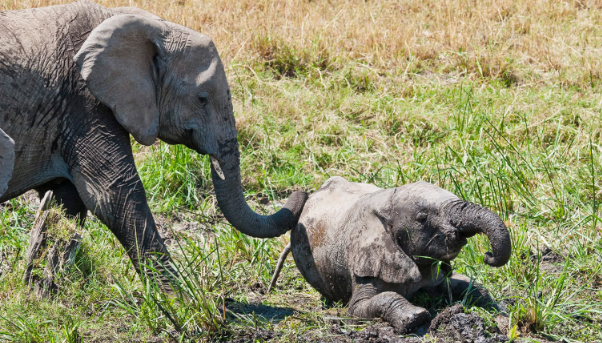 Empathy behavior among elephants toward injured individuals