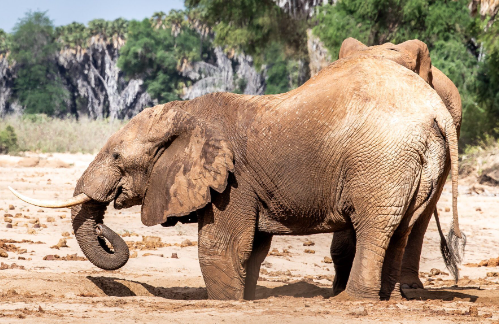 Survival strategies of elephants in arid environments