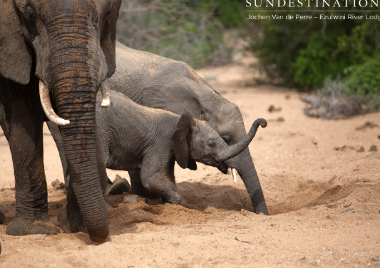 Elephant digging behavior to access underground water sources