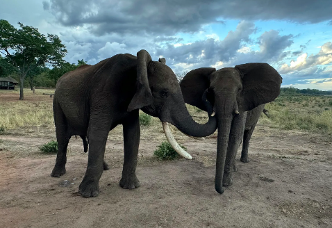Physical and vocal signals used by elephants in the wild