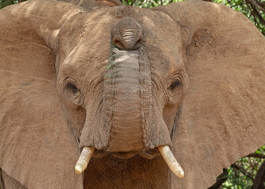 Elephant communication through trunk touch and body language