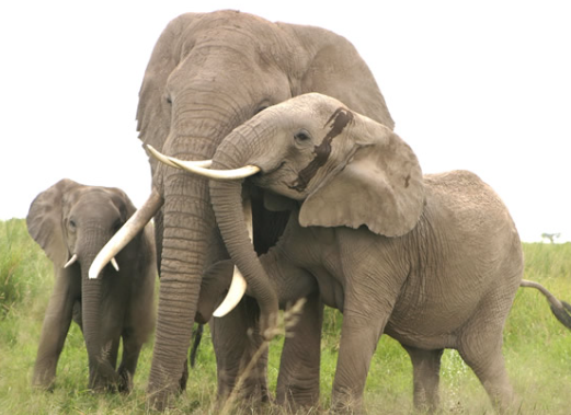 How elephant low frequency sounds travel across long distances
