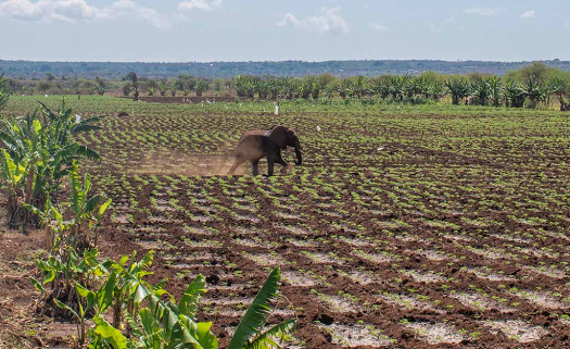 How elephants raid crops near farmland