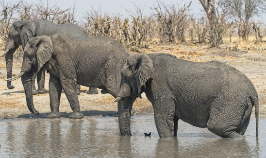 How elephants locate water during extreme droughts