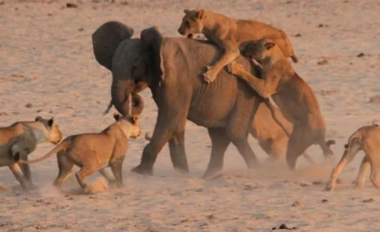 Group defense strategies of elephants against lions