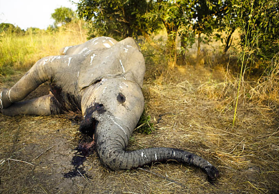 Behavioral trauma observed in elephants affected by poaching