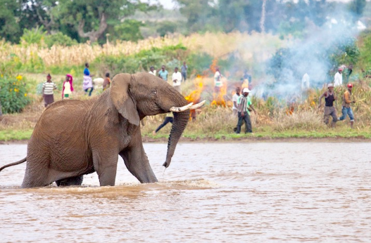 Human elephant conflict behavior near rural settlements