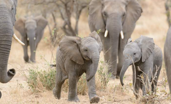 Seasonal movement patterns of elephants in the wild