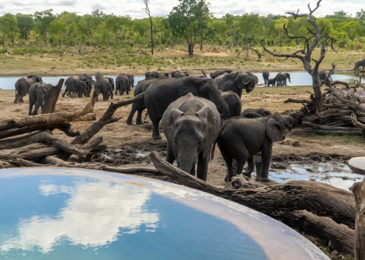Elephant herd cooperation during predator encounters