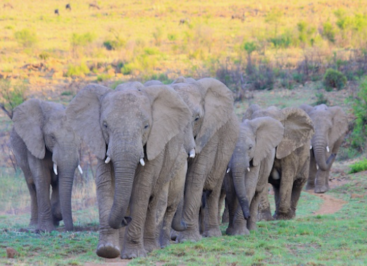Elephant poaching impact on herd behavior and structure