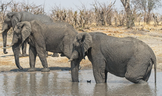 Elephant adaptation to shrinking water resources