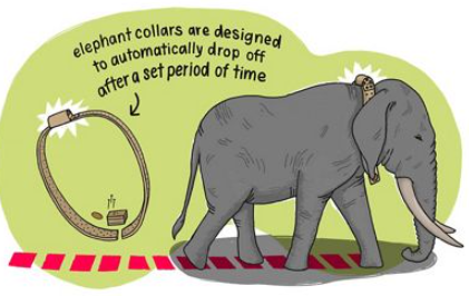 How elephants navigate long distance migration paths