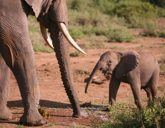 Elephant mother and calf bonding behavior
