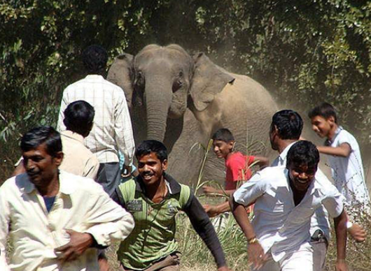 Long term effects of human conflict on elephant herds