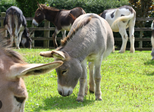 Are Donkeys Good Pets0