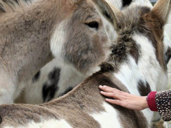 Are Donkeys Good Pets0