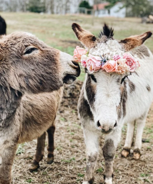 Are Donkeys Good Pets2