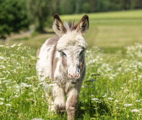 Are Donkeys Good Pets3