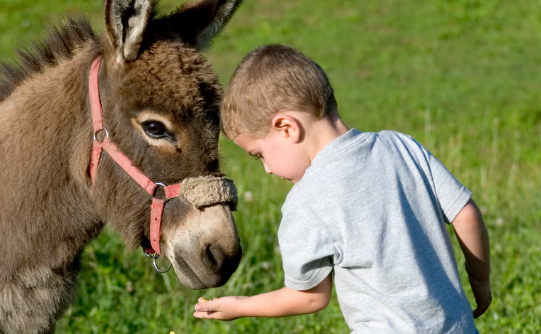 Are Donkeys Good Pets4