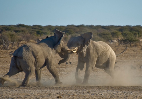 Elephant dominance behavior between adult males