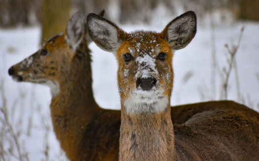 Fun Facts About the White Tailed Deer