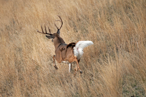 Keen Senses and Unique Survival Strategy