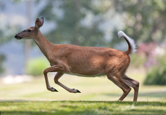 Physical Characteristics and Natural Adaptability