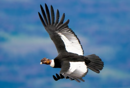 Andean Condor soaring above the Andes